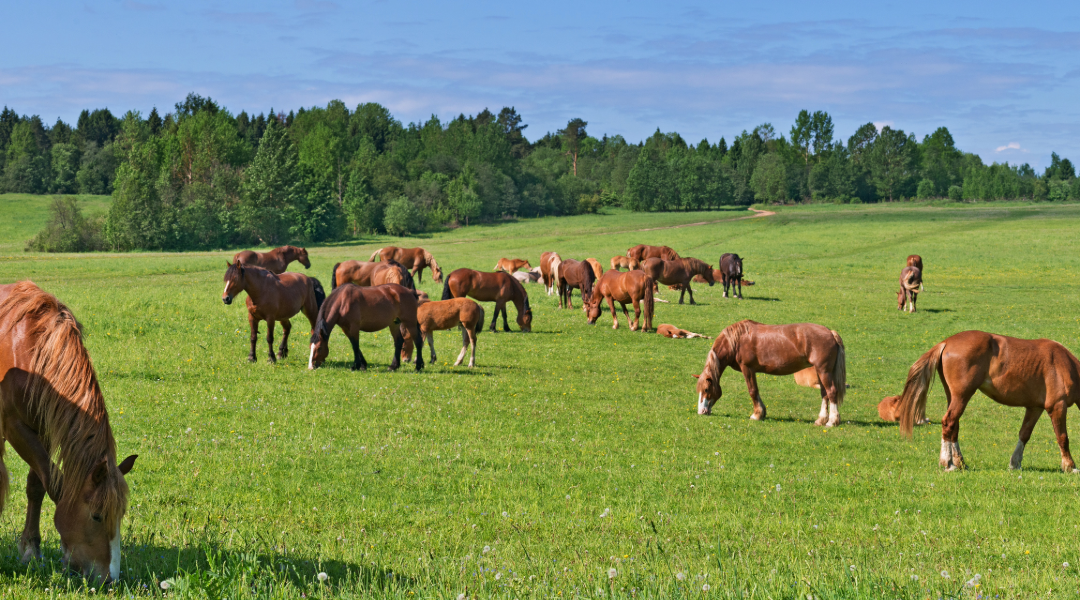 Comment préparer son terrain pour accueillir des chevaux