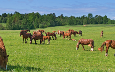 Comment préparer son terrain pour accueillir des chevaux