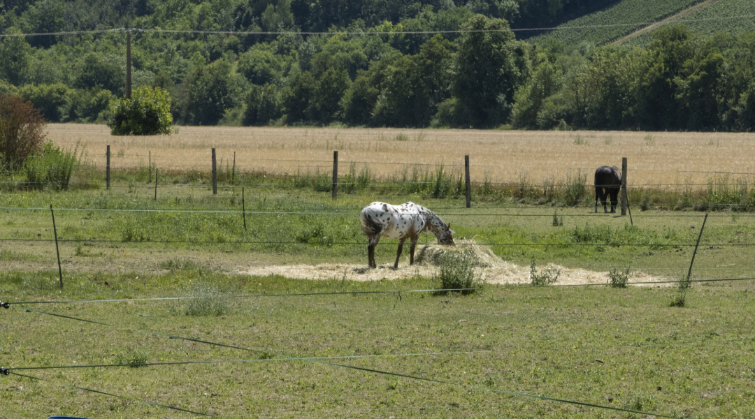 Pâturage tournant : les bonnes pratiques pour les propriétaires de terrain