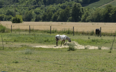 Pâturage tournant : les bonnes pratiques pour les propriétaires de terrain
